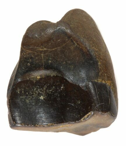 Triceratops Shed Tooth - Montana #41262